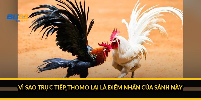 Vì sao trực tiếp Thomo lại là điểm nhấn của sảnh này?