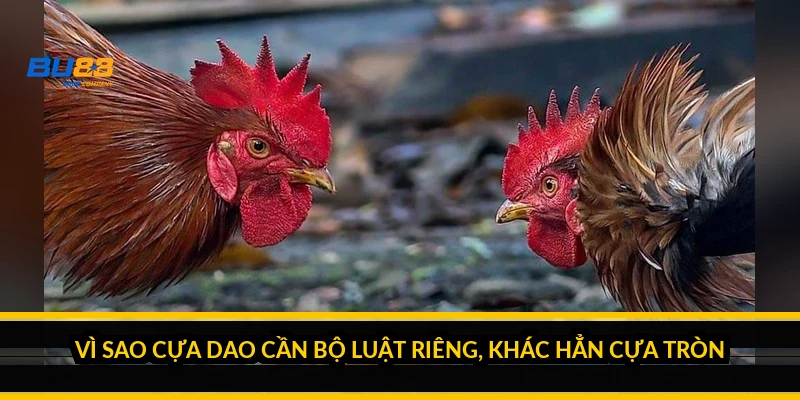 Vì sao cựa dao cần bộ luật riêng, khác hẳn cựa tròn?