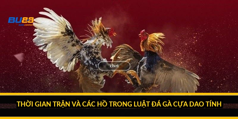 Thời gian trận và các hồ trong luật đá gà cựa dao tính ra sao?