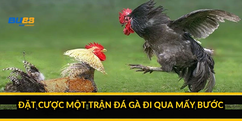 Đặt cược một trận đá gà đi qua mấy bước?