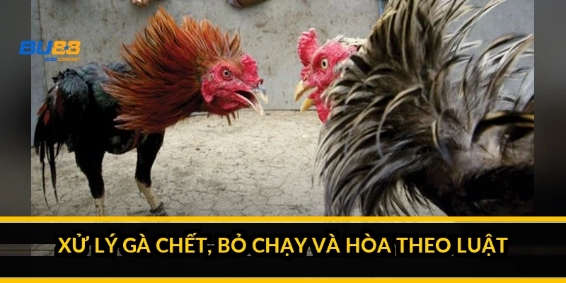 Xử lý gà chết, bỏ chạy và hòa theo luật thế nào?