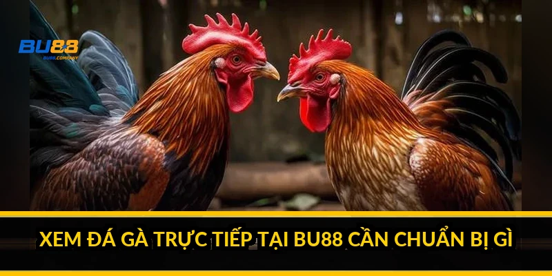Xem đá gà trực tiếp tại BU88 cần chuẩn bị gì?